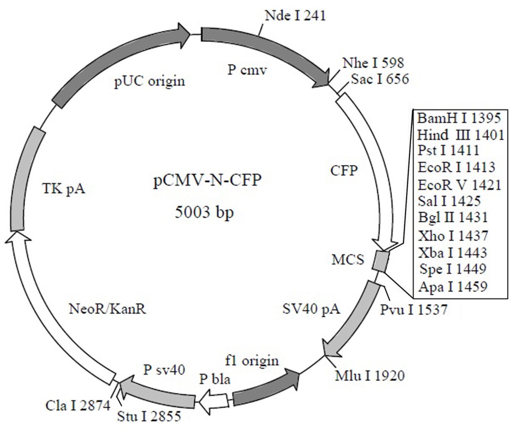 AMCA抗兔免疫荧光染色试剂盒优惠