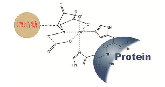 Ni-琼脂糖中的Ni与蛋白质中His结合示意图