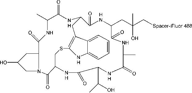 SY0063型SREBP荧光素酶报告基因质粒价格