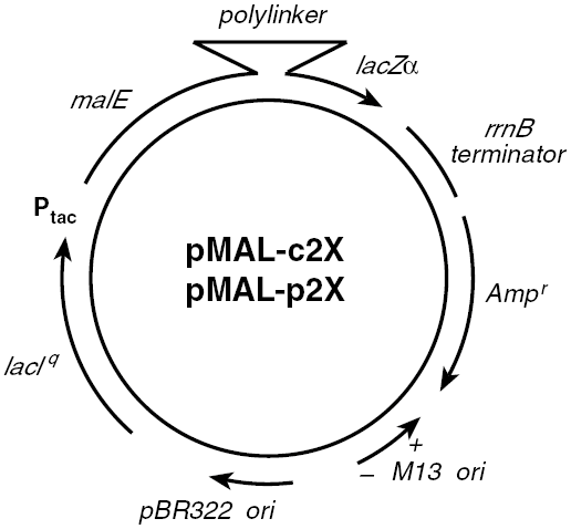 pMal-p2X载体图谱