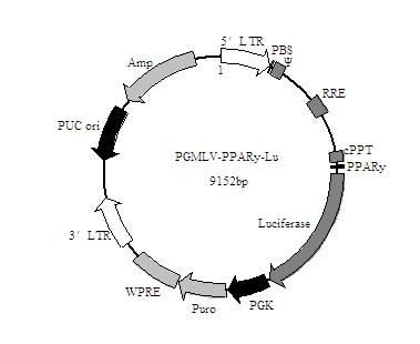 PPARγ-Luc报告基因慢病毒颗粒库存