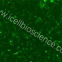 小鼠骨髓间充质干细胞永生化+GFP/免疫荧光鉴定