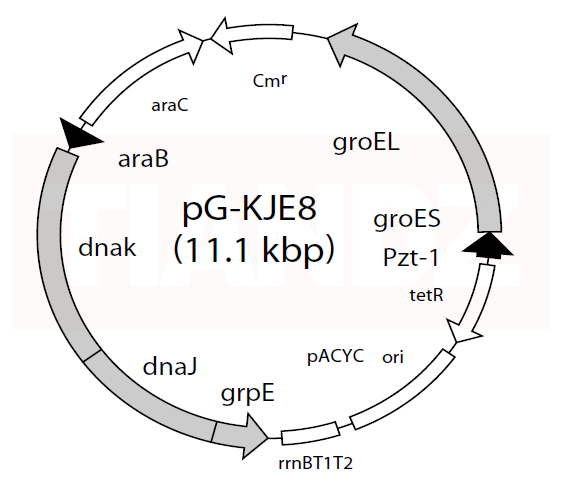 pG-KJE8