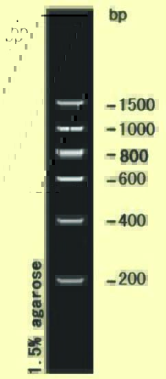 DNA ladder(200-1500bp)