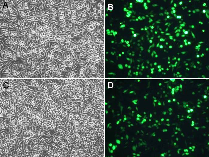 p53抑制剂(Pifithrin-α)促销