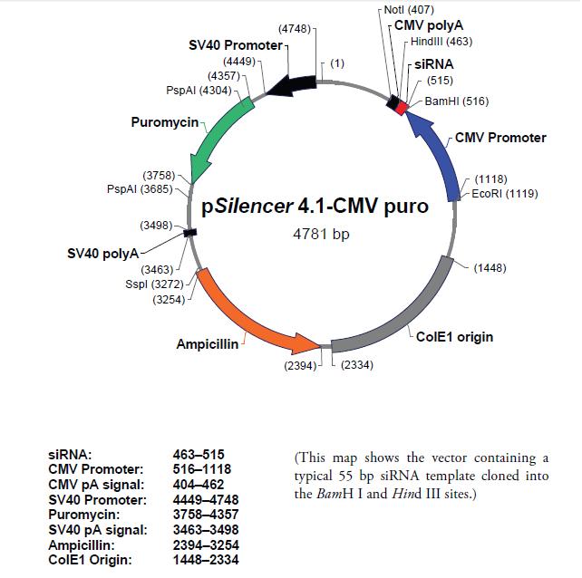 pSilencer 4.1-CMV puro产品信息
