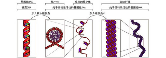 北京现货Histone H3抗体折扣价