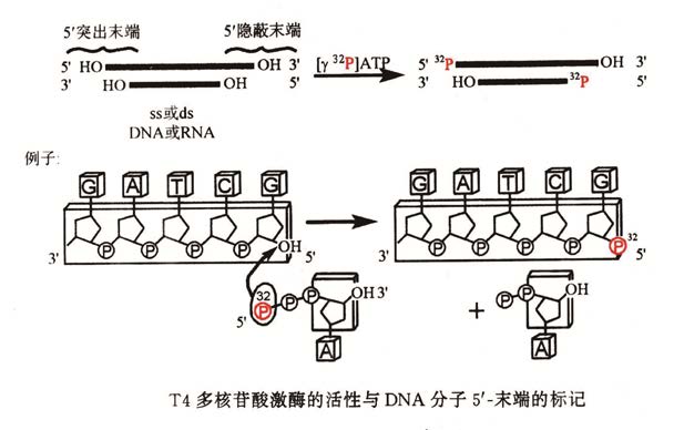 T4多核苷酸激酶的活性与DNA分子5´末端的标记