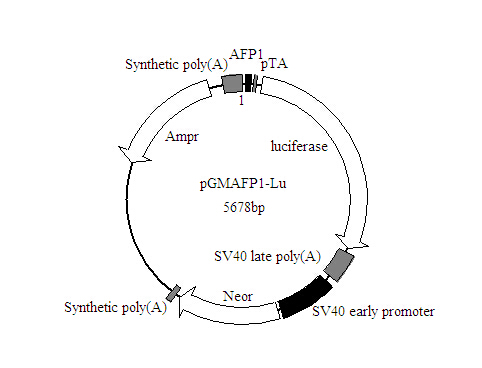SY0116型AFP1-Luc荧光素酶报告基因质粒价格