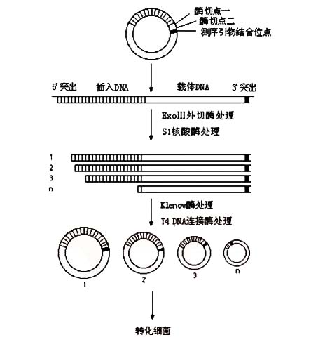 利用ExoⅢ等外切酶从线状DNA的一端连续切除核酸,最后环化得到可以转化的质粒