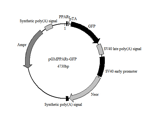 PPARγ-GFP报告基因质粒促销