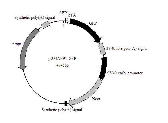 北京SREBP-GFP报告基因质粒品牌