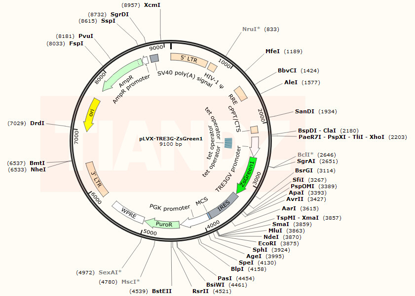 pLVX-TRE3G-ZsGreen1（pLVXTRE3GZ