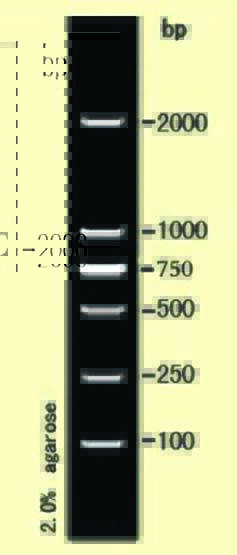 DNA marker(100-2000bp)