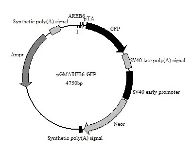 SY0104型E2F-Luc荧光素酶报告基因质粒多少钱