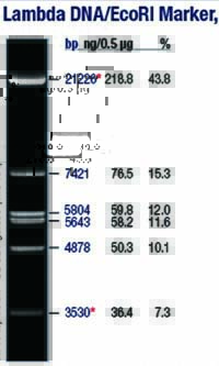 DNA marker(λDNA/EcoR I)