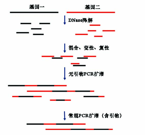 DNA Shuffling试剂盒原理示意图