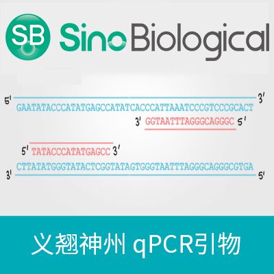 Human PGK1 qPCR primer pairs | 人 PGK1 qPCR引物对