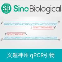 Human IL6 qPCR primer pairs | 人 IL6 qPCR引物对