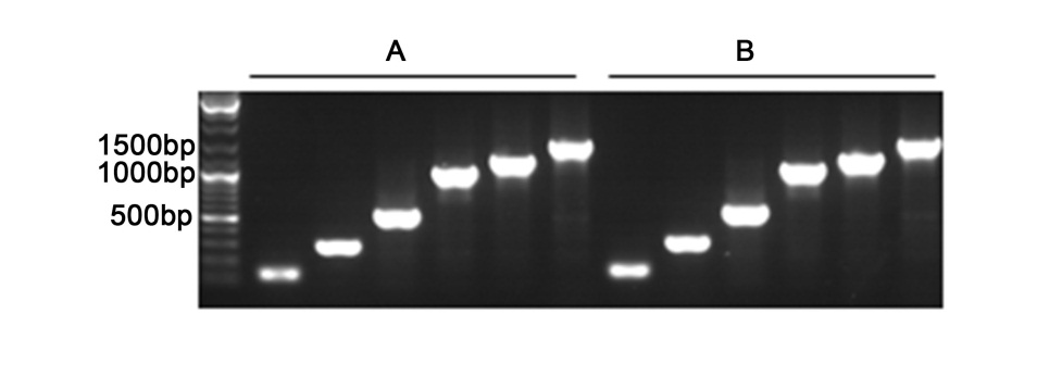 PCR Master Mix (含绿色电泳染料)品牌