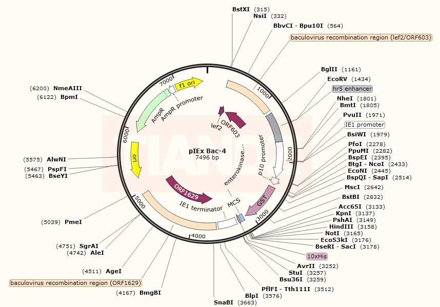 pIEx/Bac-4(pIEx/Bac4)（pIExBac4