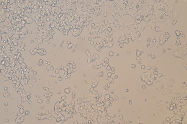 LoVo，人结肠癌细胞产品信息