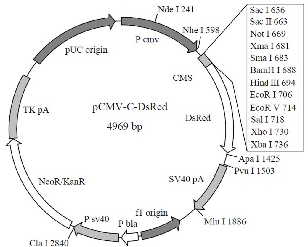 C端DsRed标签融合蛋白质粒(红色荧光蛋白) 克隆与表达