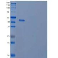 人出云精卵融合蛋白4重组蛋白
