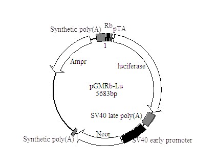 北京现货Rb-Luc荧光素酶报告基因质粒哪里买