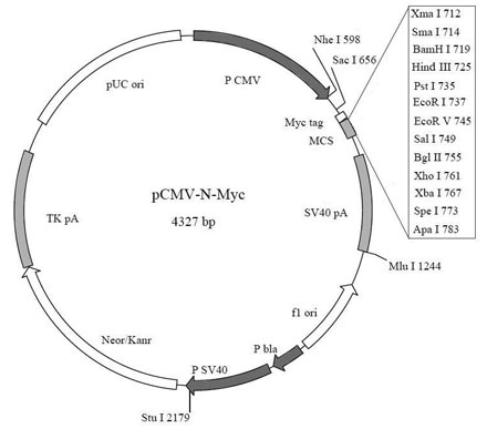 北京现货N端Myc标签融合蛋白质粒优惠