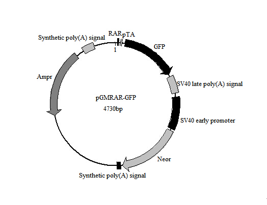 北京现货RBP-JK-GFP报告基因质粒优惠价