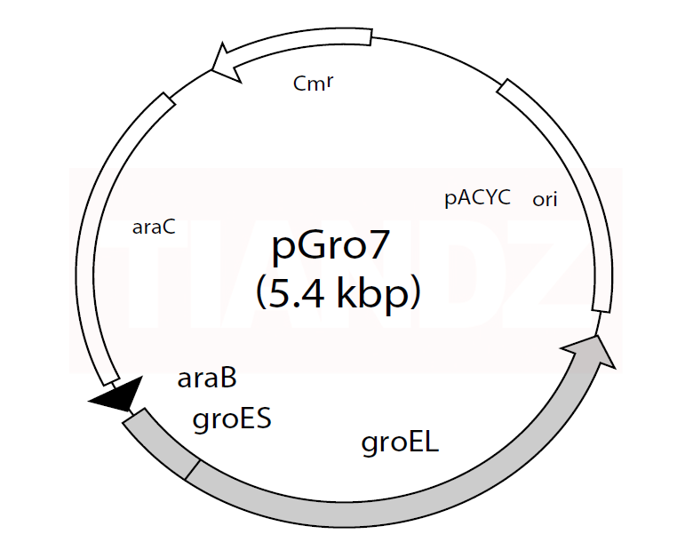 pGro7（60908-4050）