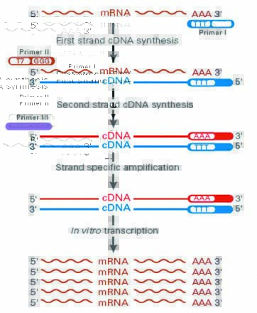 单细胞RNA扩增试剂盒扩增mRNA链