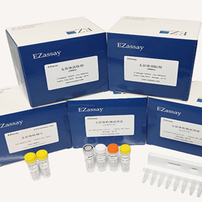 CRISPR Cas12a DNA检测试剂盒 （一步法）(液体）（试纸型）