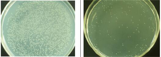 常态转化液使用效果