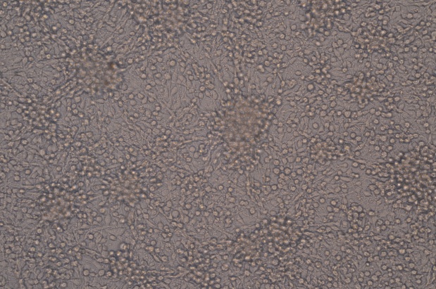 C6，大鼠脑胶质瘤细胞产品信息