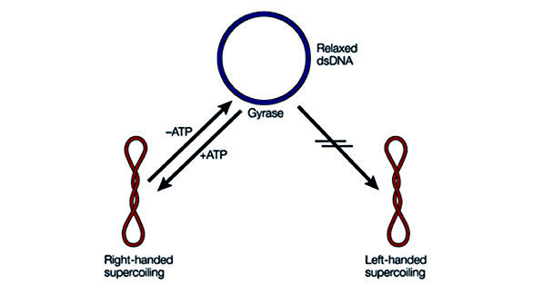 DNA促旋酶反应原理图