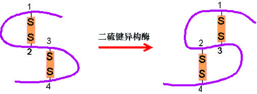 人二硫键异构酶作用原理图