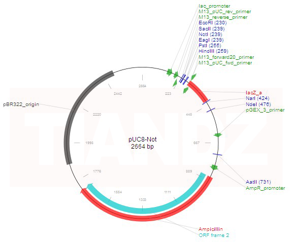 pUC8-Not（pUC8Not）