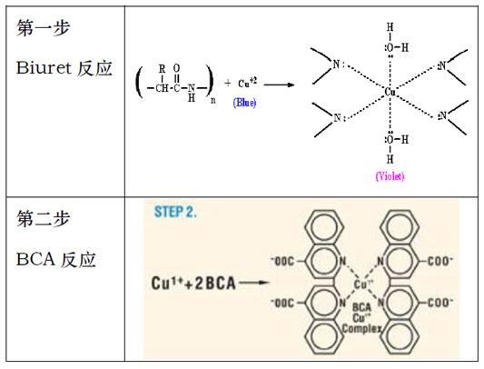 BCA法蛋白定量试剂盒