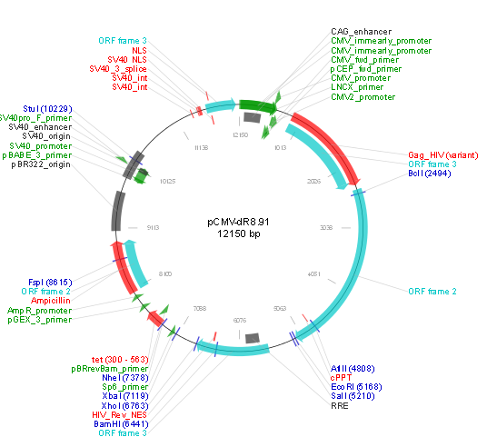 pCMV-dR8.91产品信息