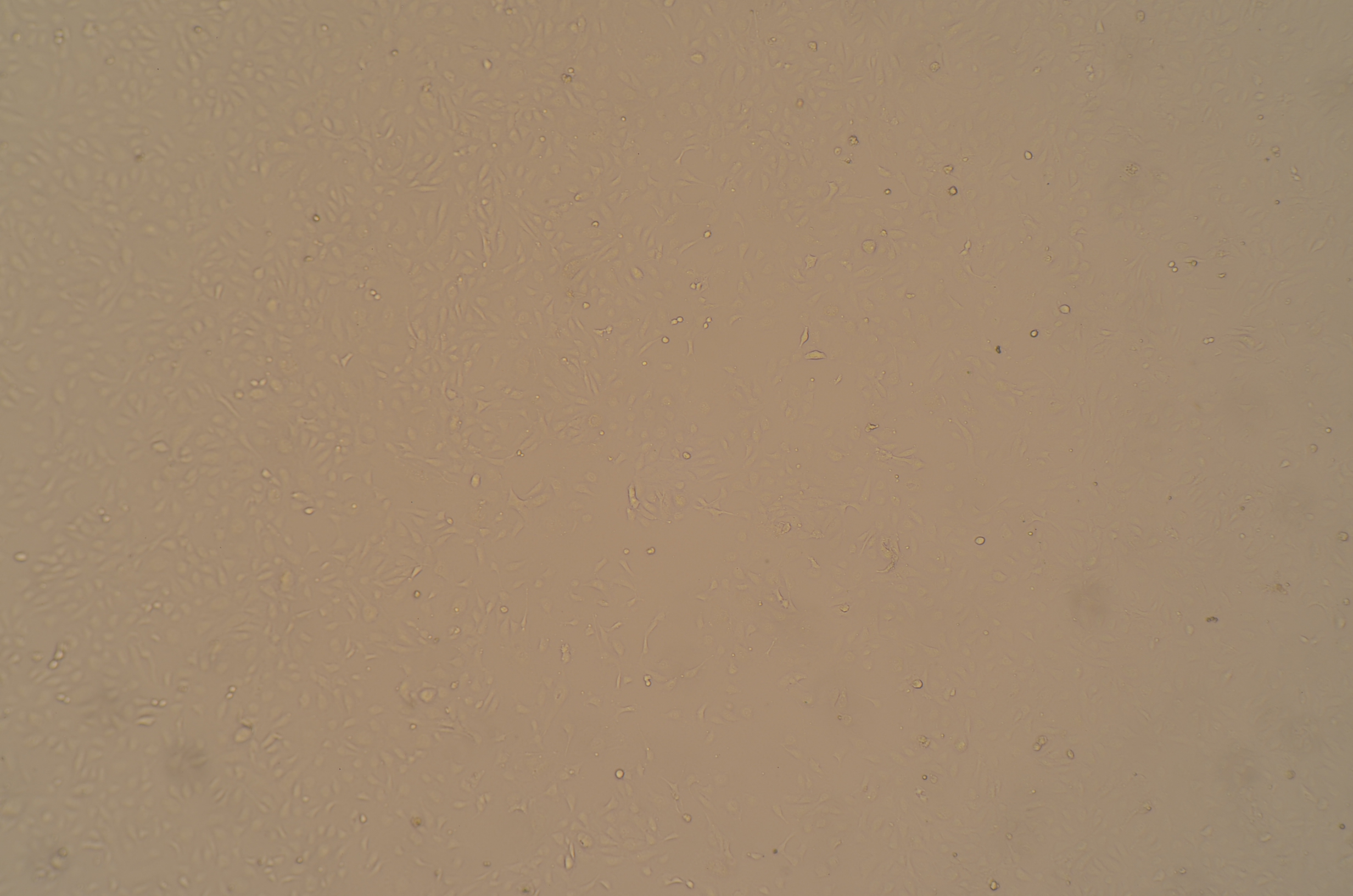 人脐静脉内皮细胞产品信息