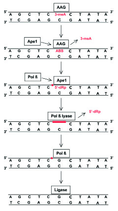 烷基腺嘌呤DNA糖基化酶反应示意图