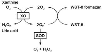 总SOD活性检测试剂盒(WST-8法) 生化检测试剂盒
