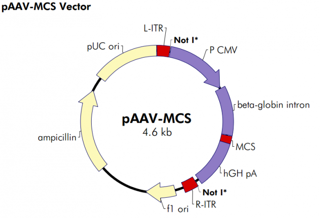 pAAV-MCS 质粒图谱