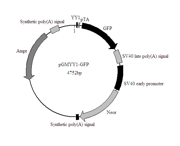 硫酸卡那霉素 克隆与表达
