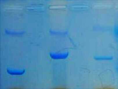 绿如蓝核酸染料(可见光型)
