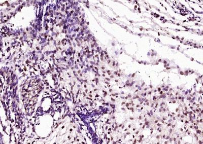 SOX2胚胎干细胞关键蛋白抗体