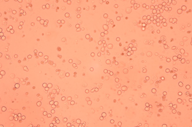 SP2/0, 小鼠骨髓瘤细胞产品信息