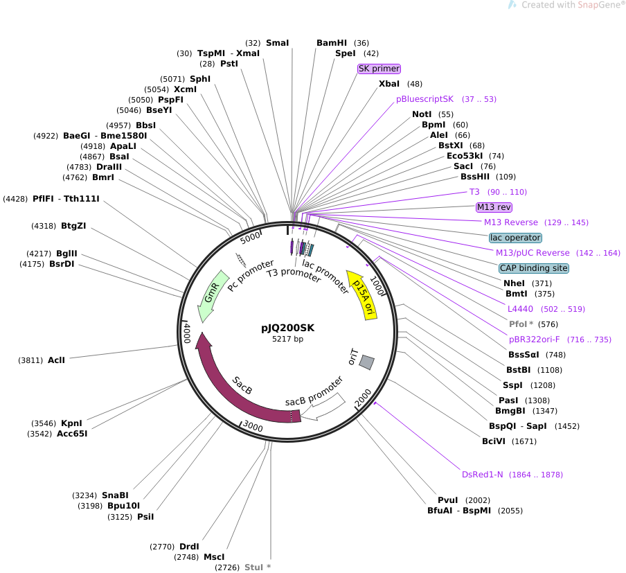 addgene-plasmid-78497-sequence-154514-map